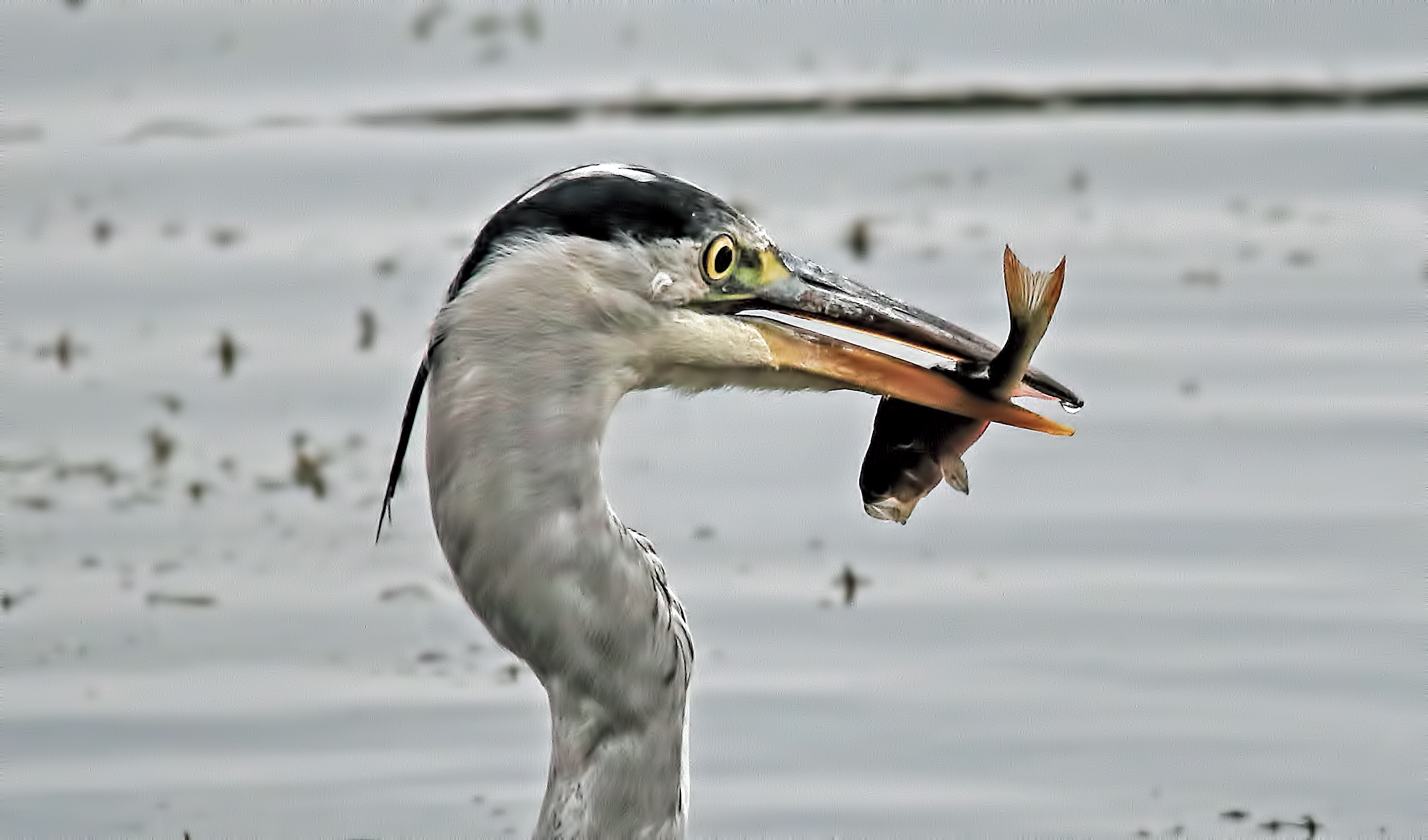 Heron facts – ellesmere heronwatch