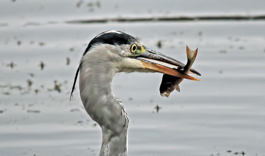 Head head holding fish